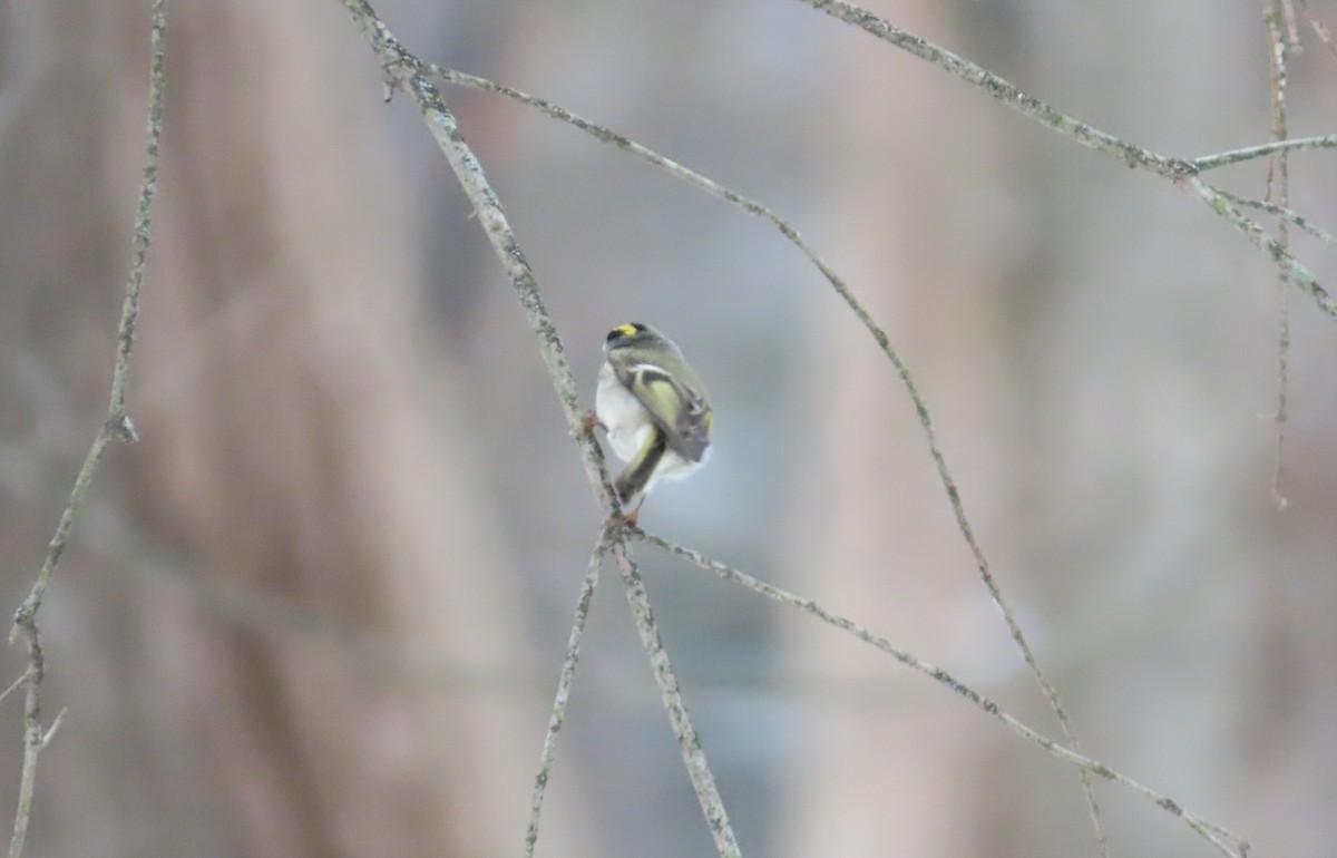 Erregetxo amerikarra - ML647264629