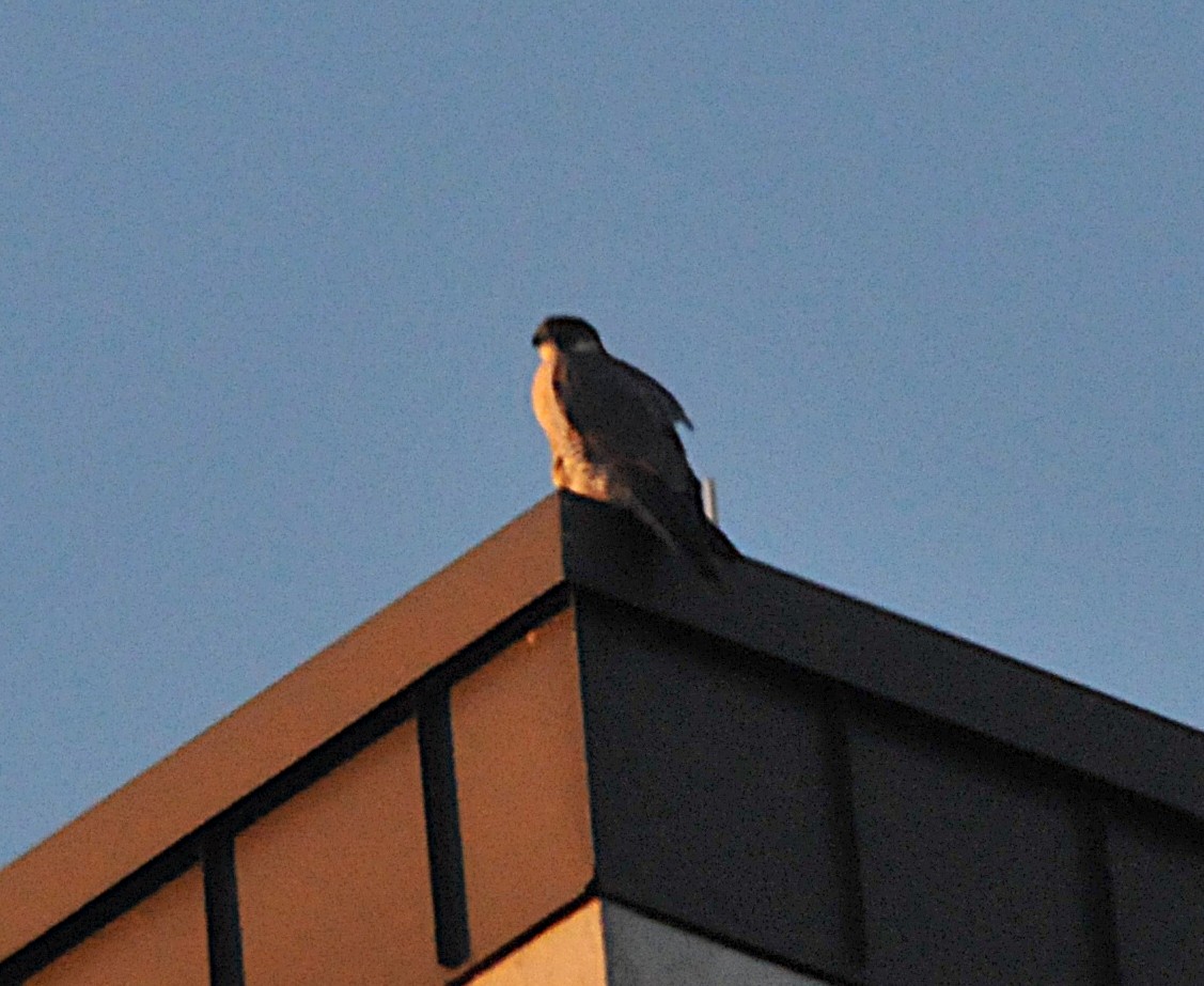 Peregrine Falcon - ML647264630