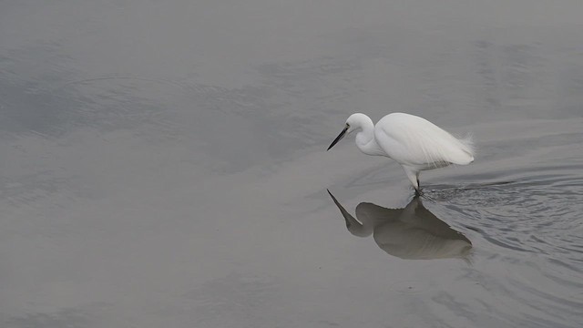 Garzetta - ML647264635