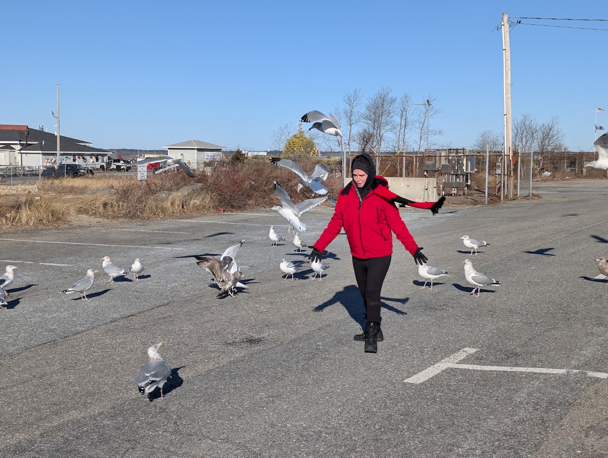 Goéland hudsonien - ML647264638