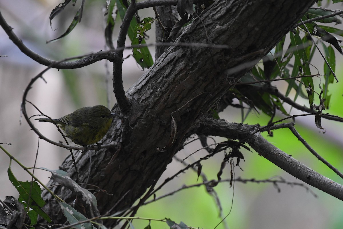 Orange-crowned Warbler - ML647264639