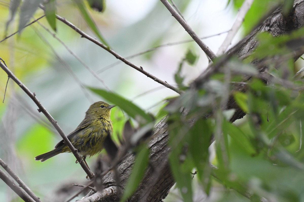 Orange-crowned Warbler - ML647264640