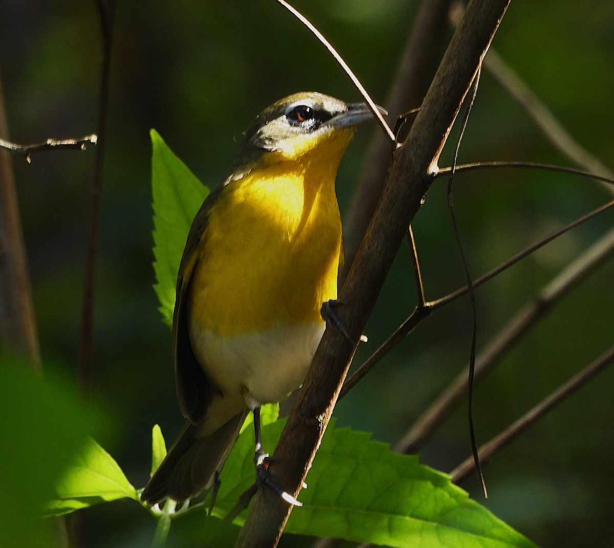Yellow-breasted Chat - ML647264641