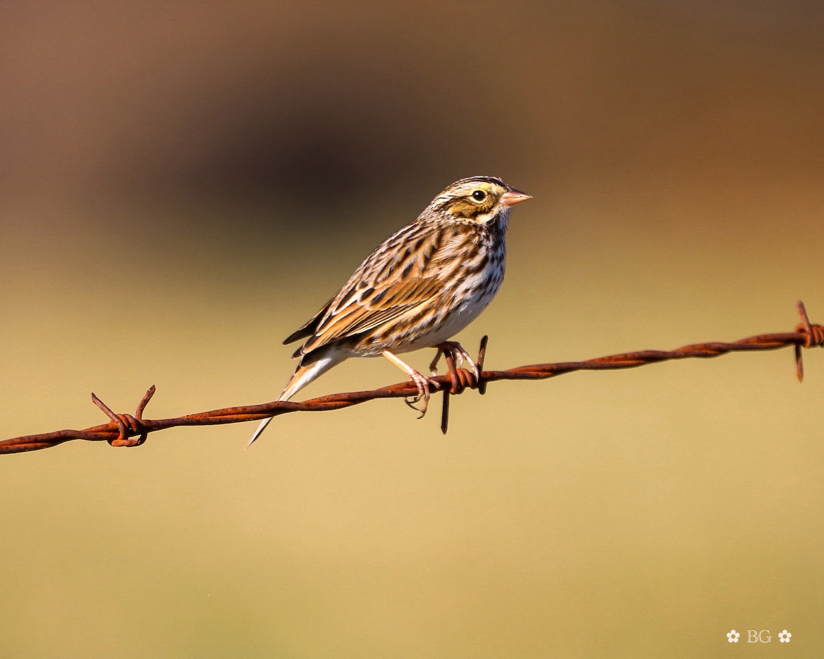 Savannah Sparrow - ML647264643