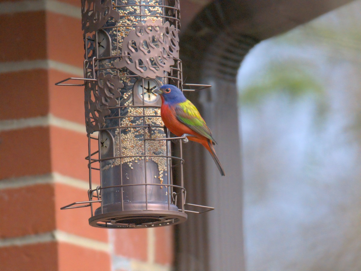 Painted Bunting - ML647264646