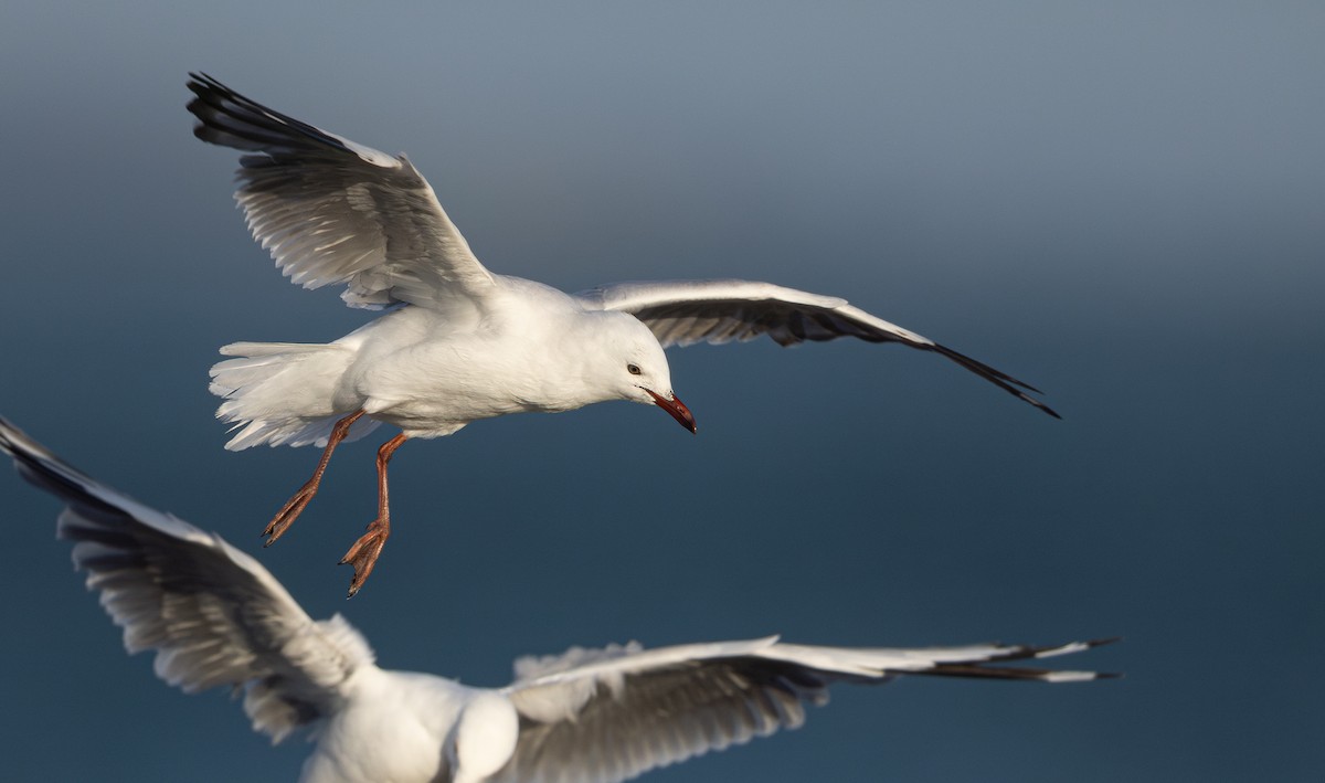 Silver Gull (Red-billed) - ML647264652