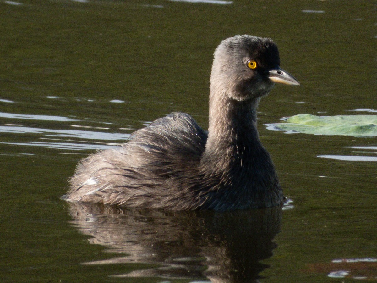 Least Grebe - ML647264653