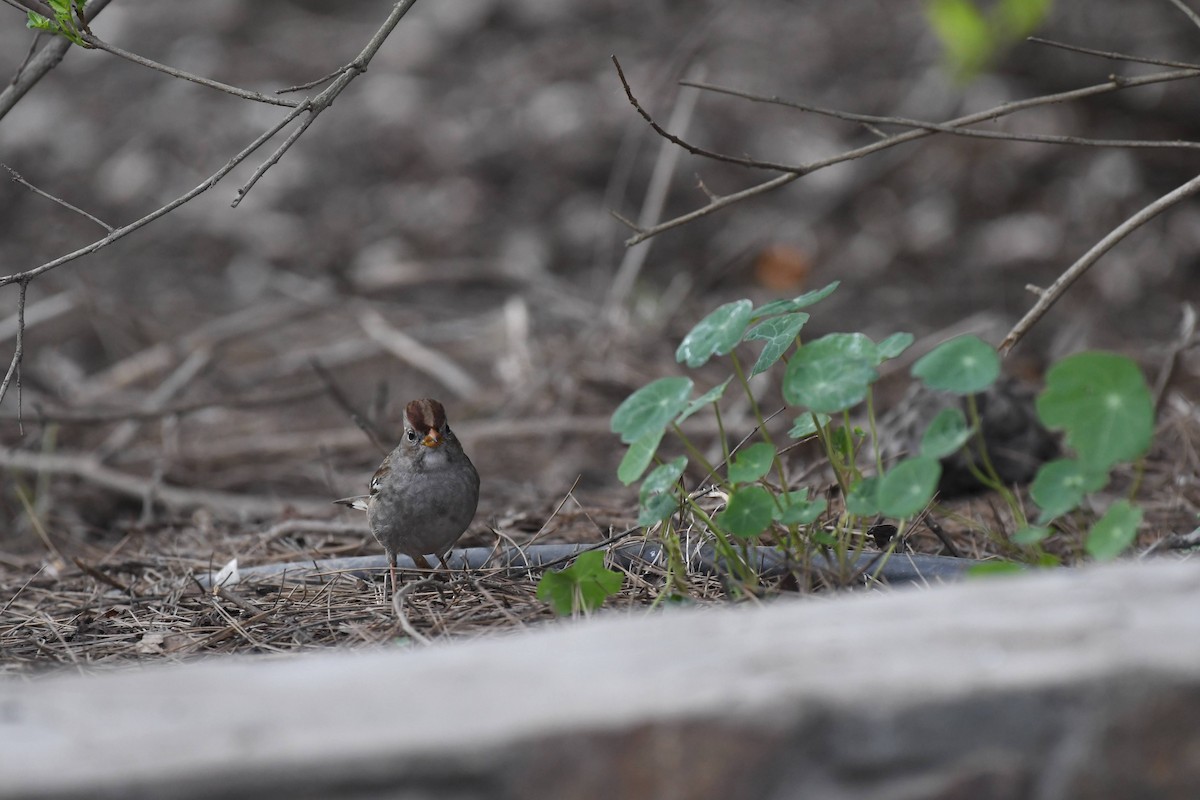 White-crowned Sparrow - ML647264654