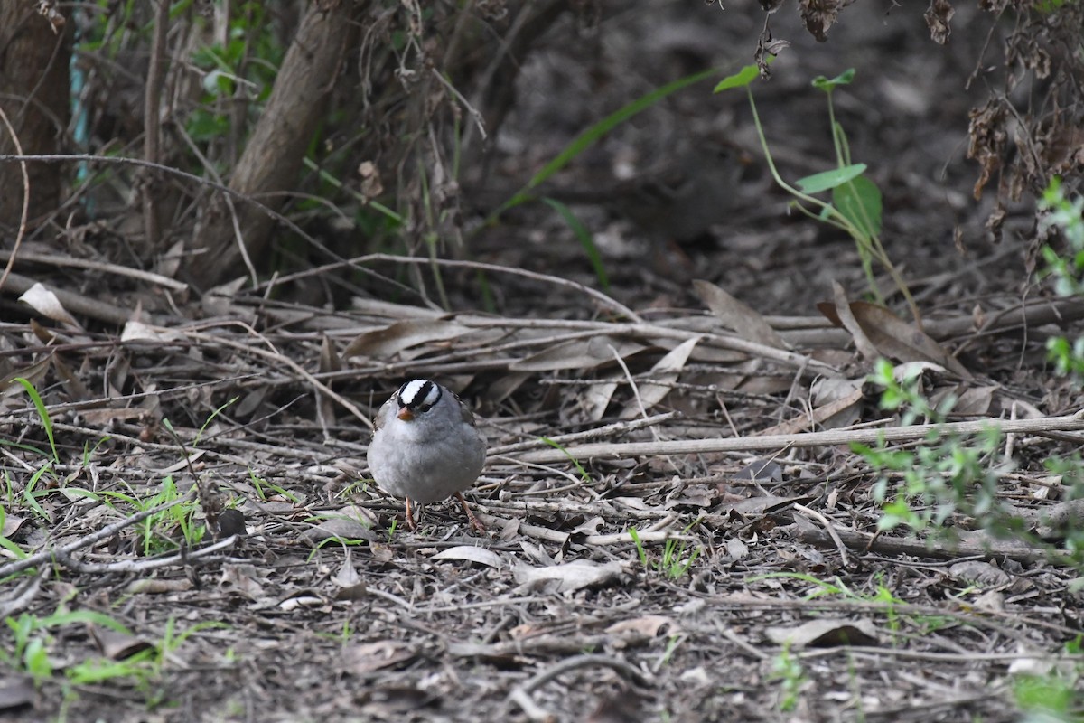 White-crowned Sparrow - ML647264655