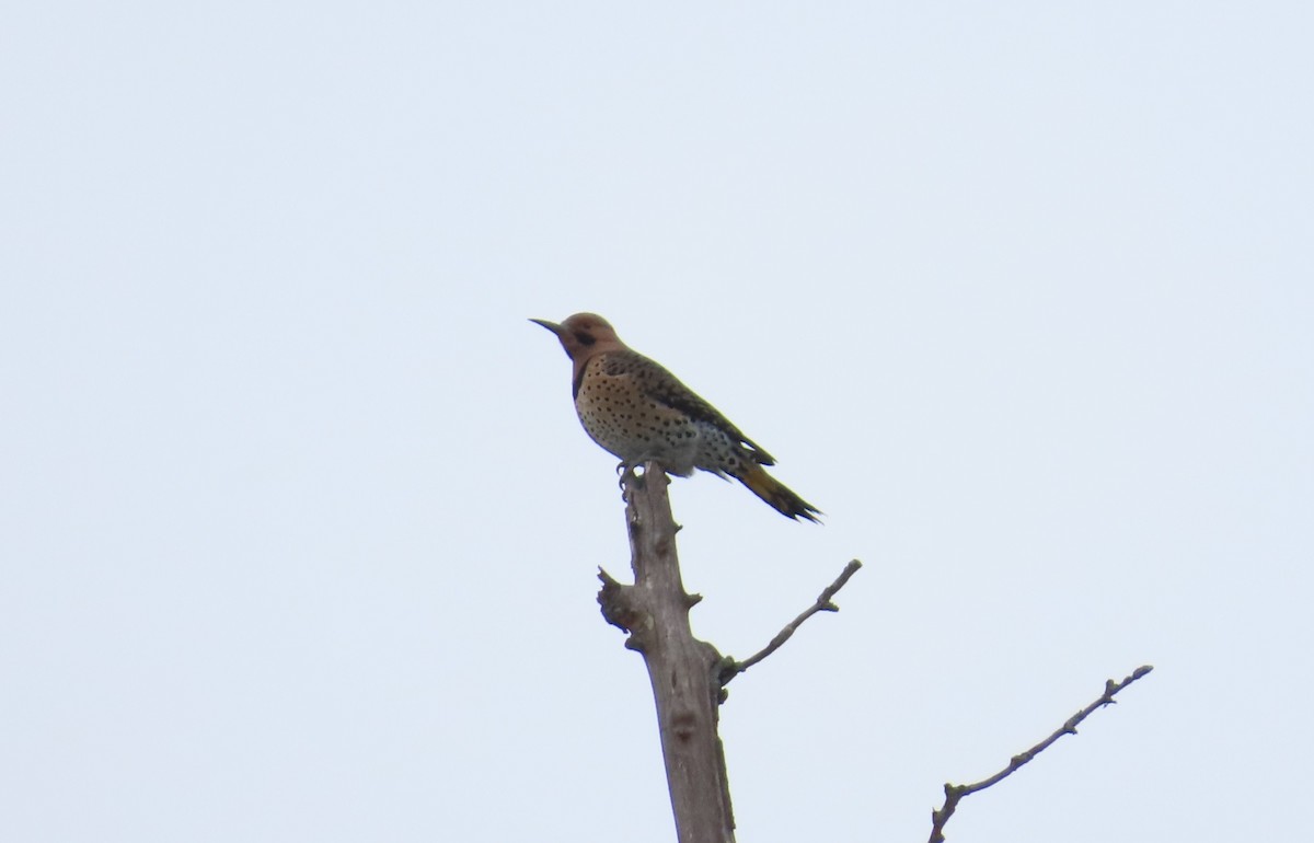 Northern Flicker (Yellow-shafted) - ML647264656