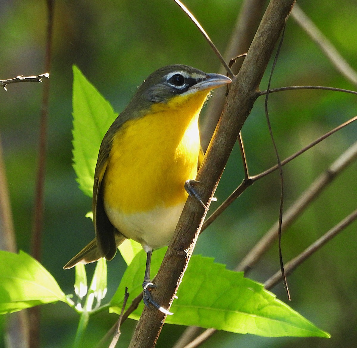 Yellow-breasted Chat - ML647264657