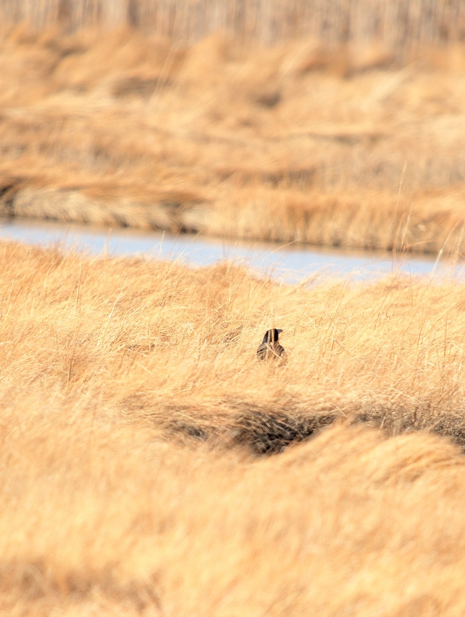 American Crow - ML647264658
