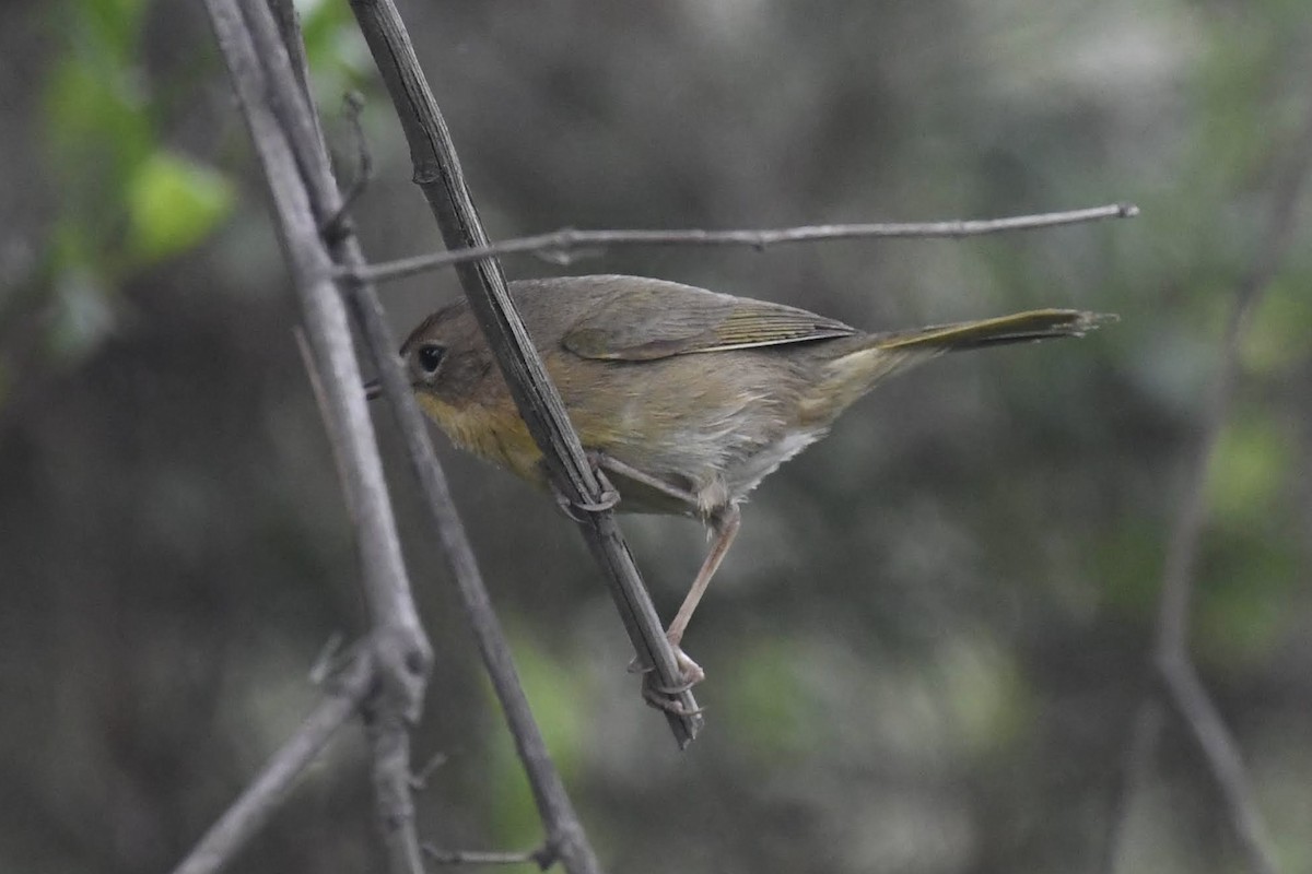 Common Yellowthroat - ML647264659