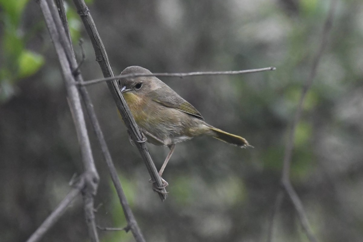 Common Yellowthroat - ML647264660