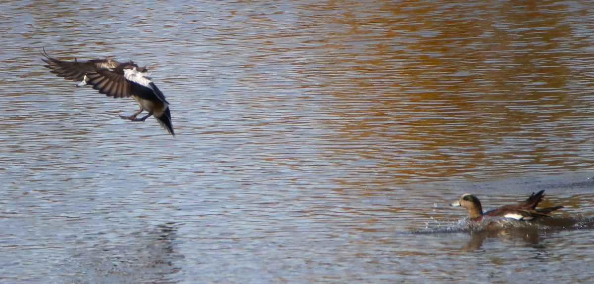 Fischione americano - ML647264661