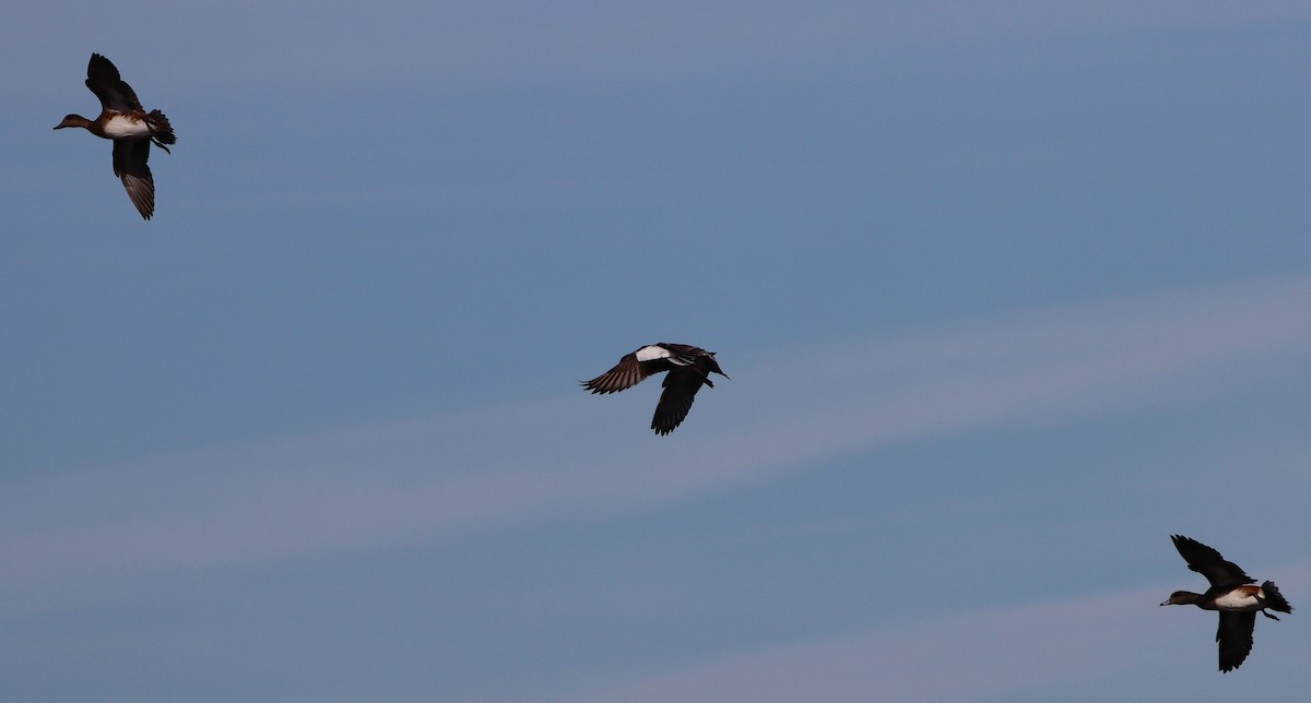 Fischione americano - ML647264662