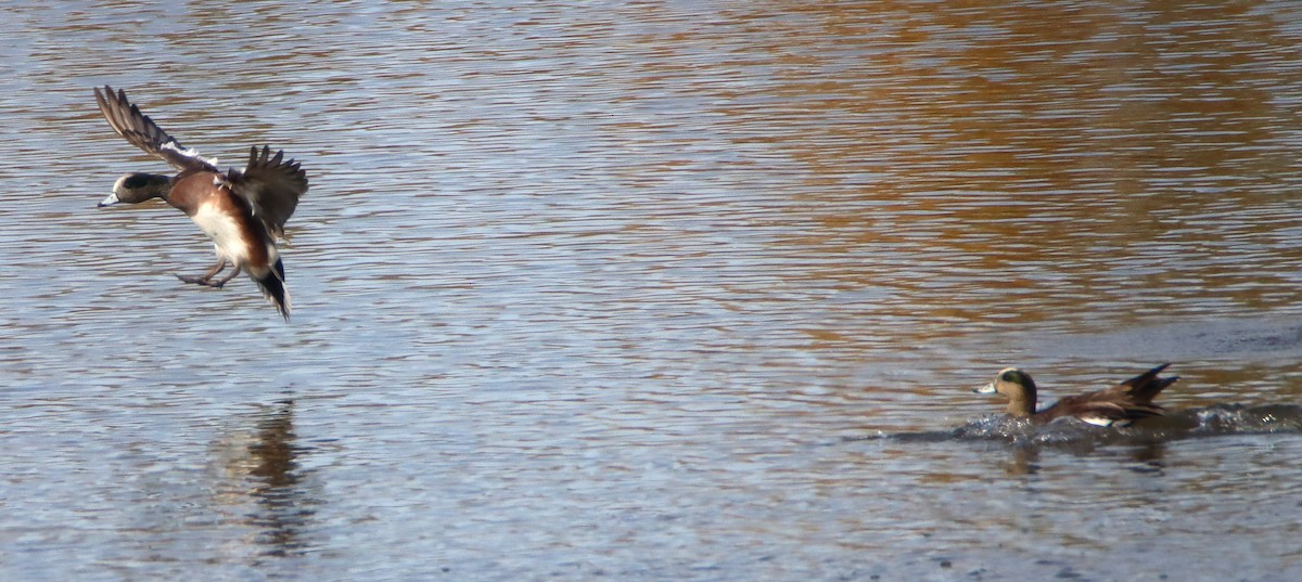 Fischione americano - ML647264663