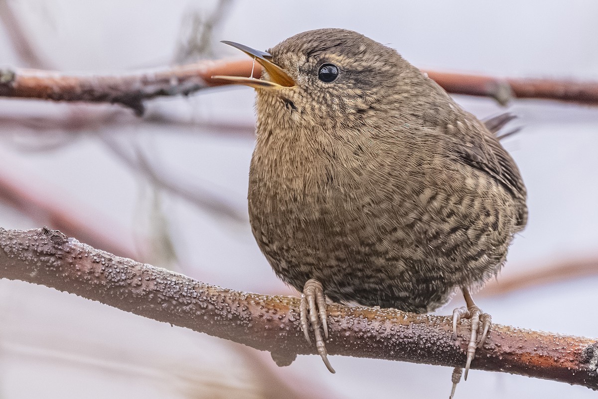 Pacific Wren - ML647264664