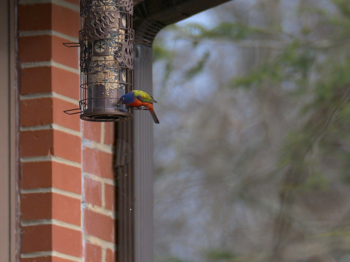 Painted Bunting - ML647264665