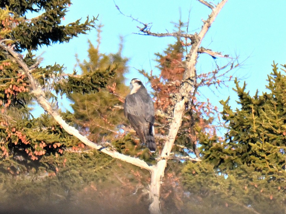 American Goshawk - ML647264666