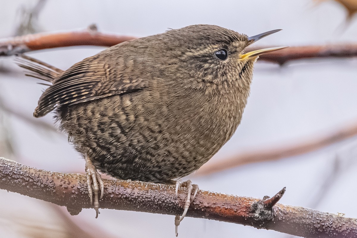 Pacific Wren - ML647264667