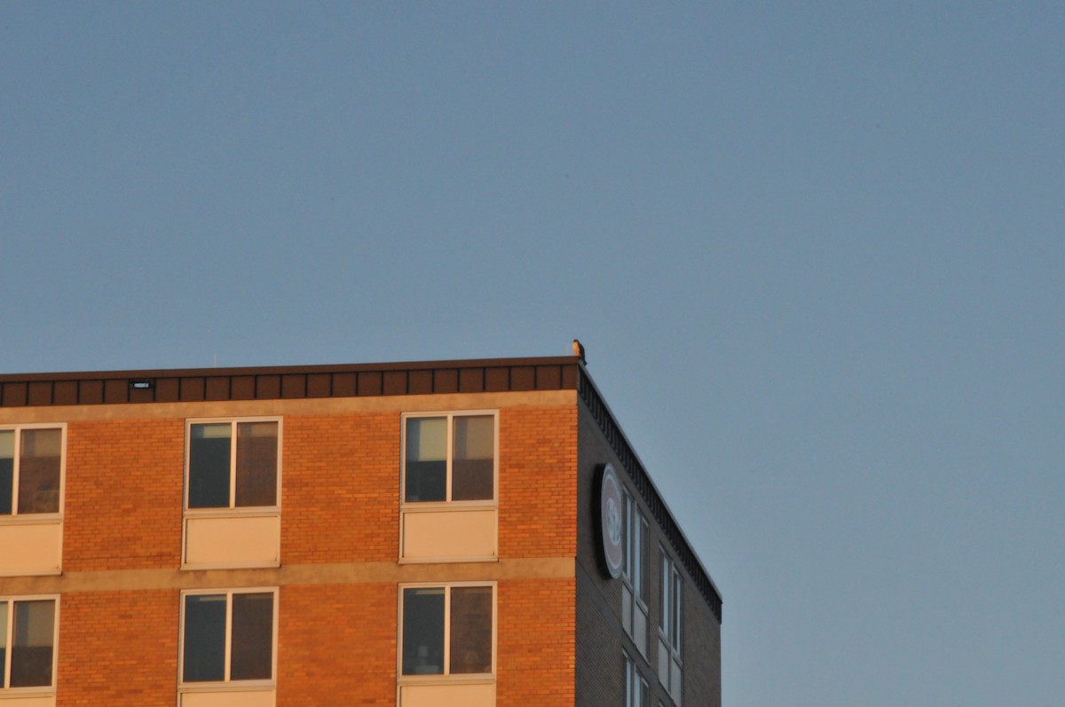 Falco pellegrino - ML647264668