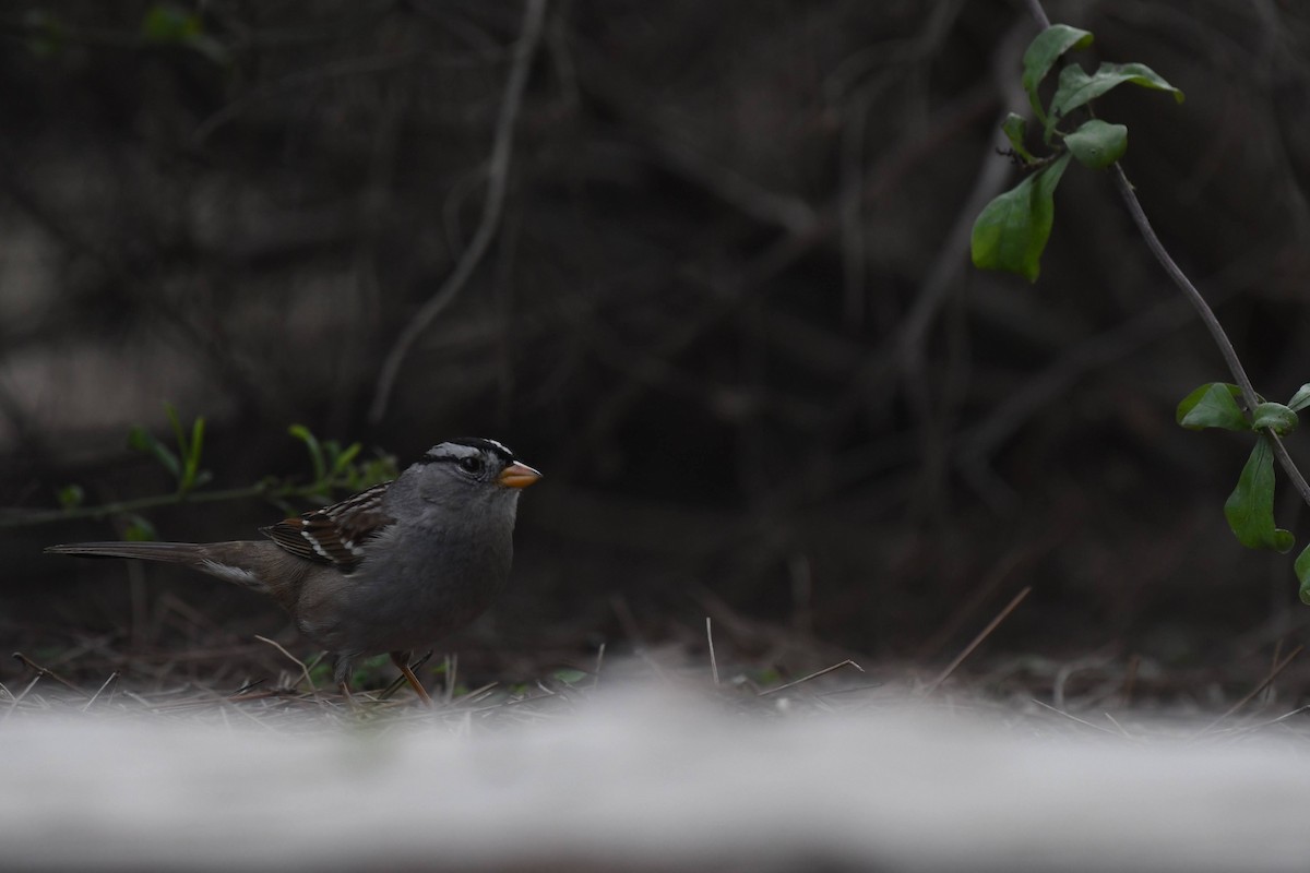 White-crowned Sparrow - ML647264669