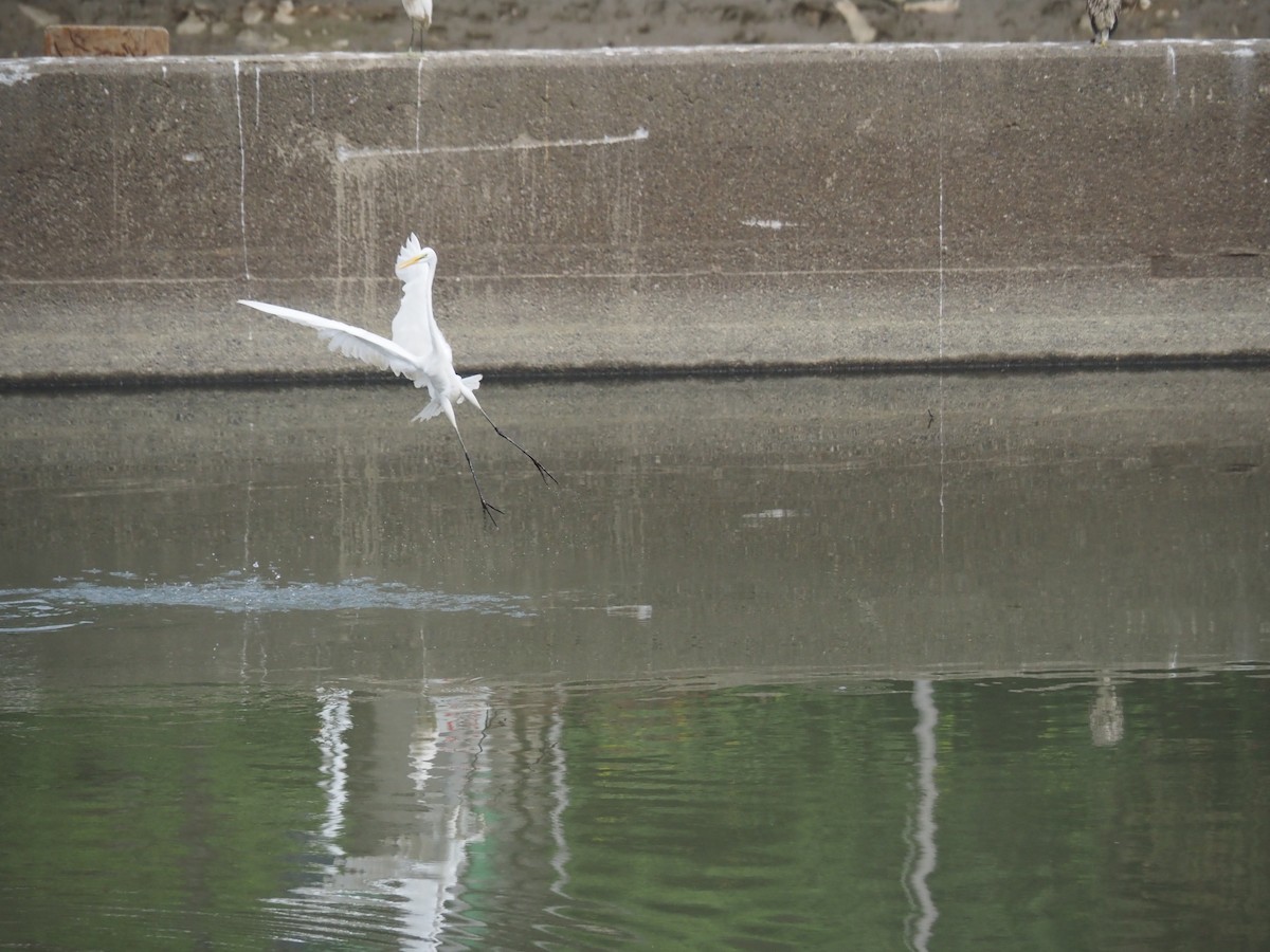 Airone bianco maggiore - ML647264670