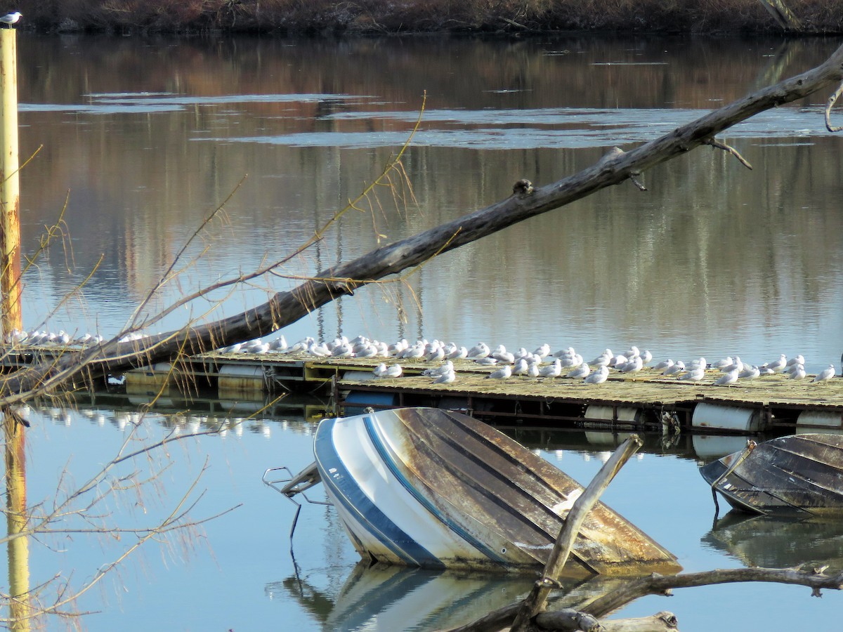 Gavina americana - ML647264672