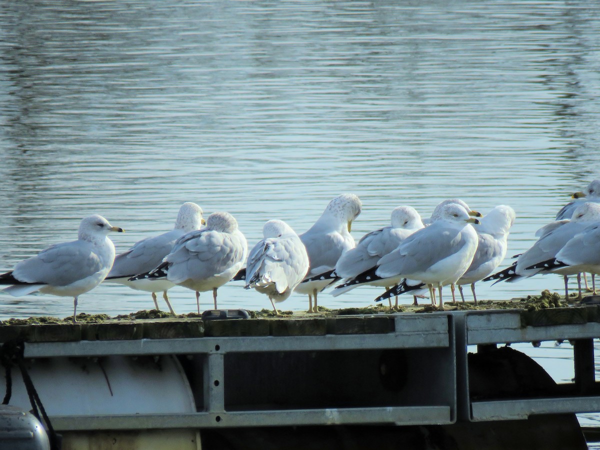 Gavina americana - ML647264673