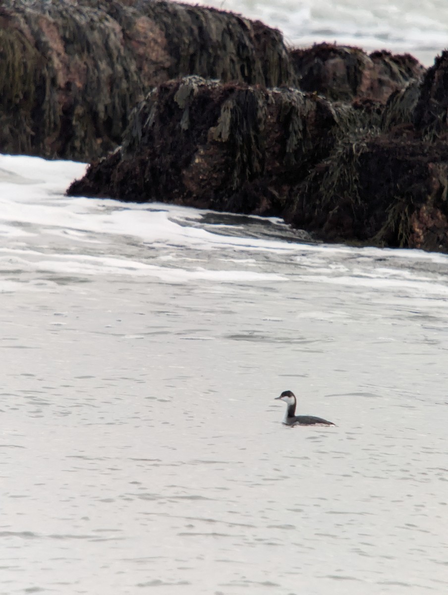 Svasso cornuto - ML647264674