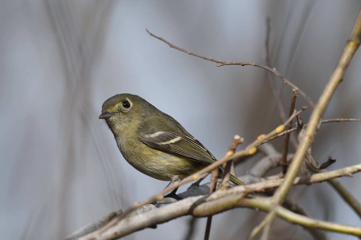 Hutton's Vireo - ML647264675