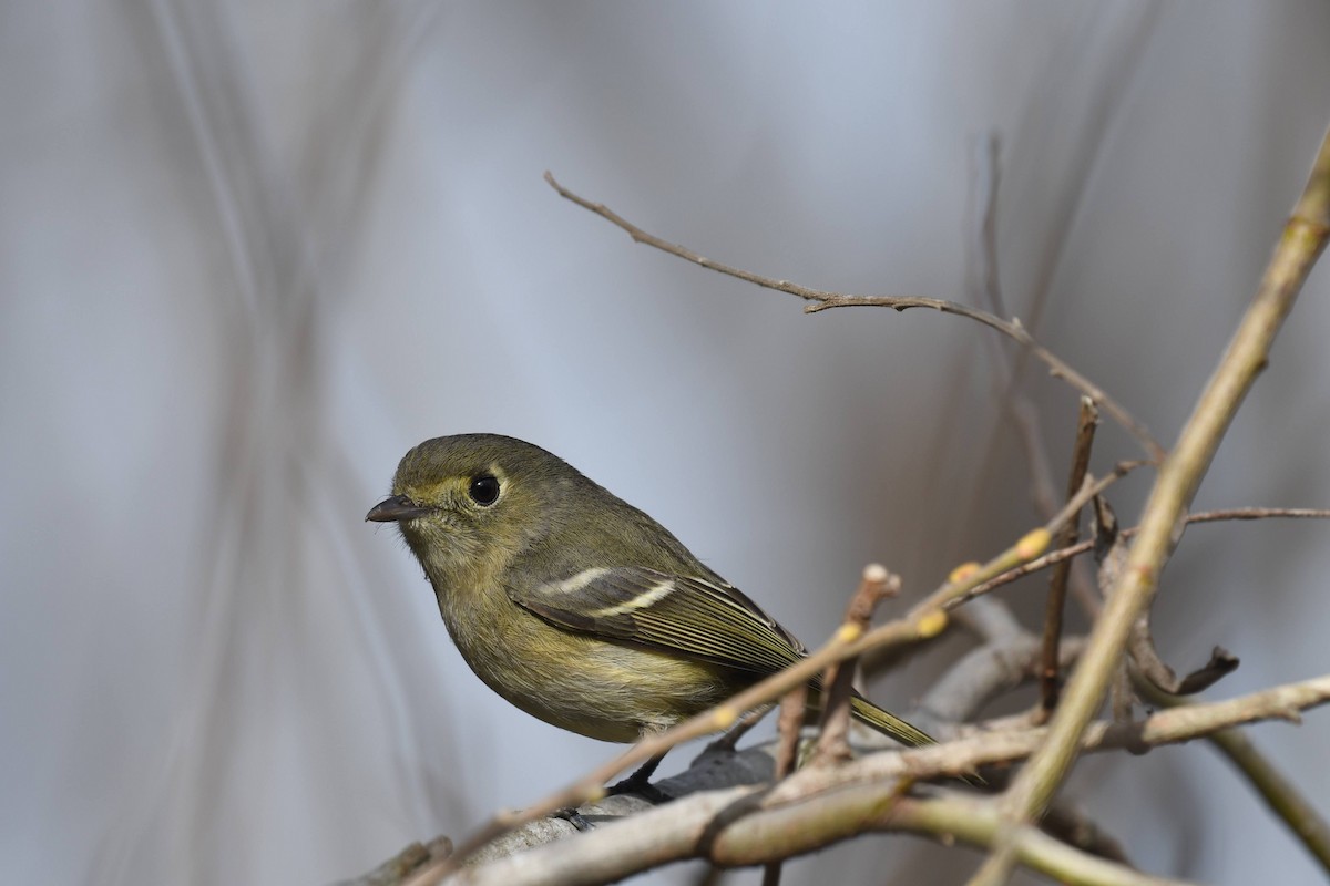 Hutton's Vireo - ML647264676