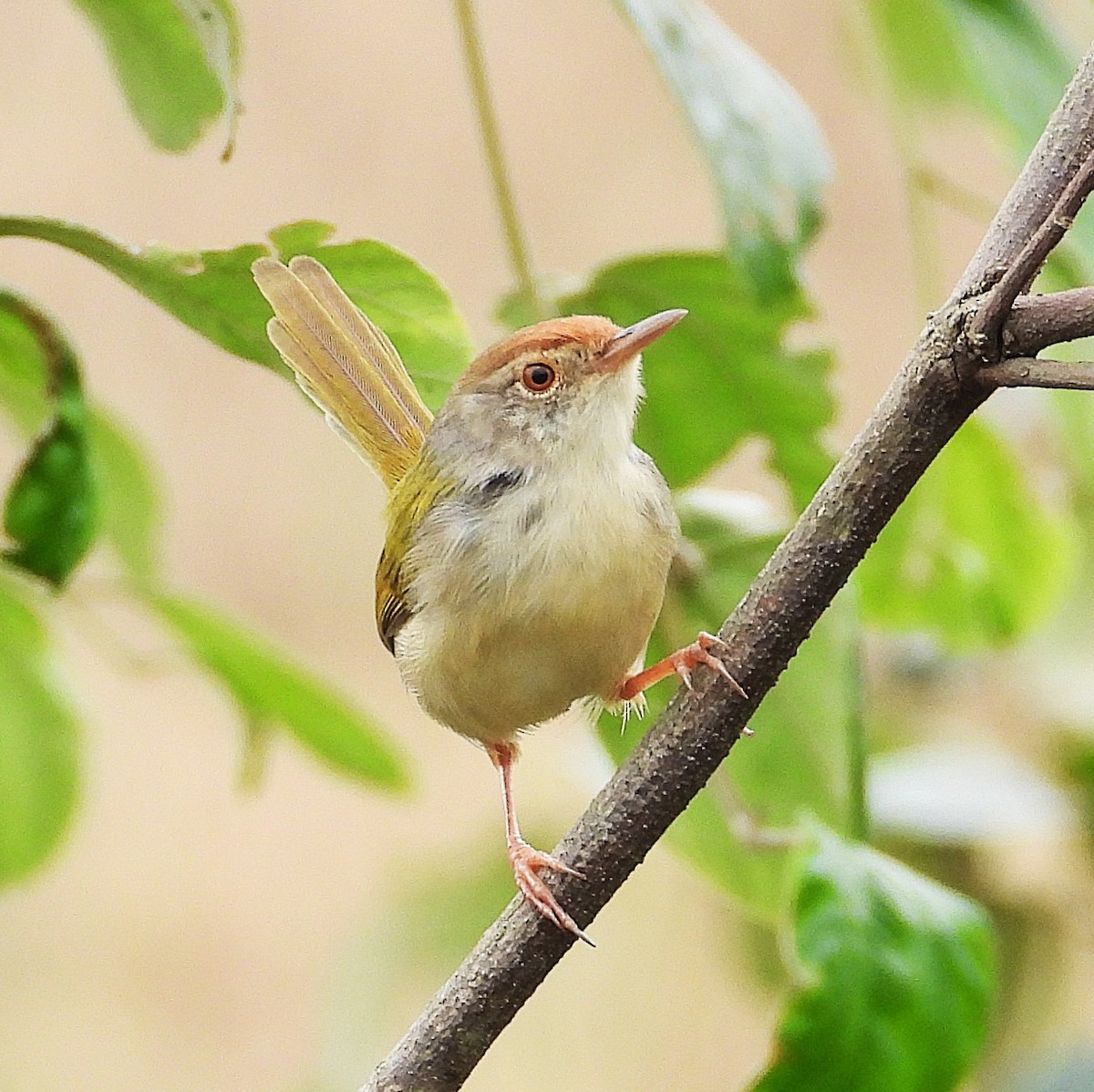 Terzikuşu - ML647264680