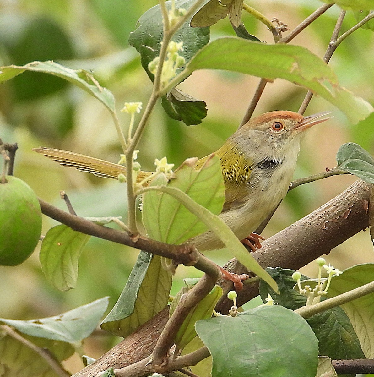 Terzikuşu - ML647264681