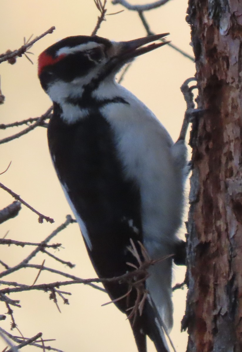 セジロアカゲラ - ML647264683