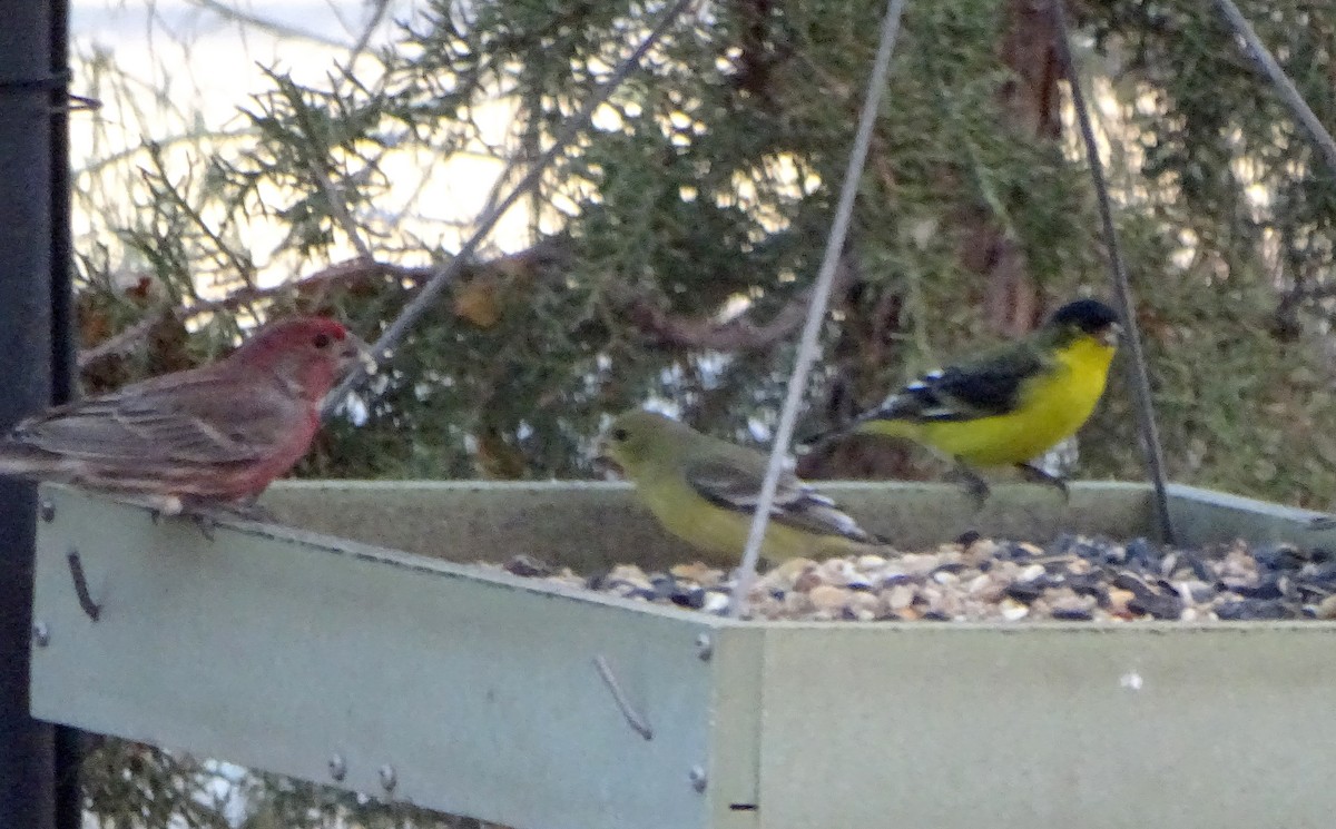 Lesser Goldfinch - ML647264684
