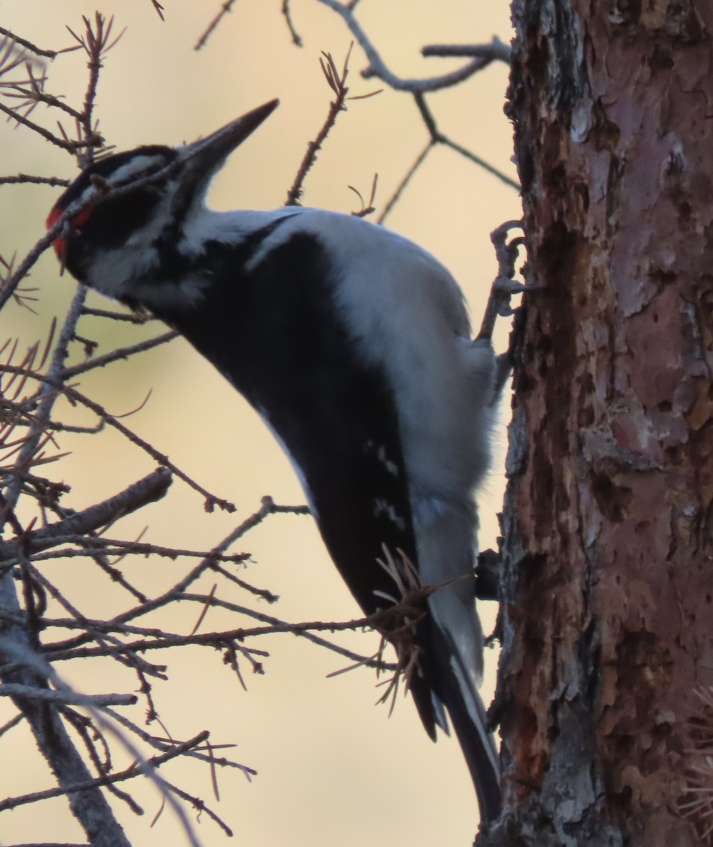 セジロアカゲラ - ML647264691