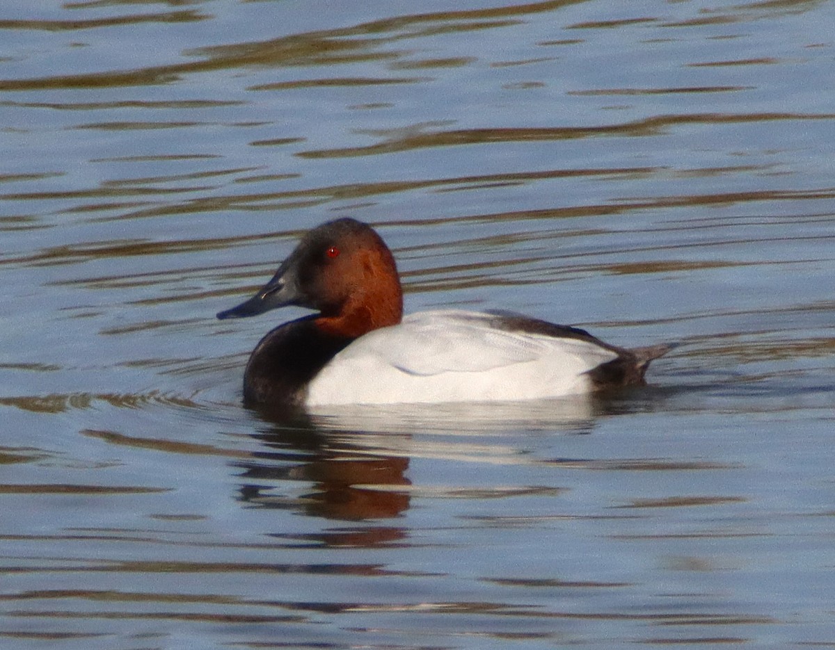 Canvasback - ML647264693