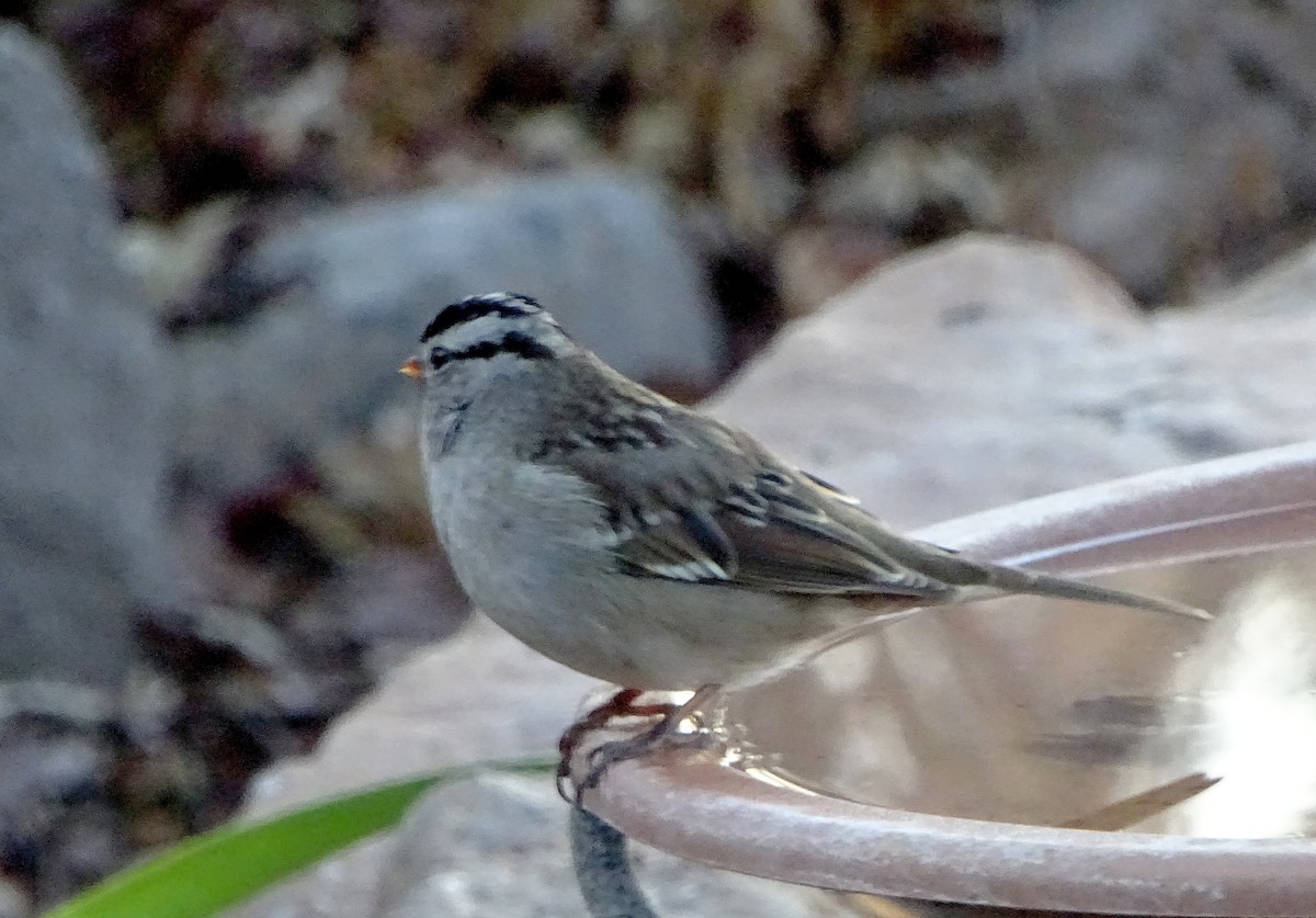 White-crowned Sparrow - ML647264701