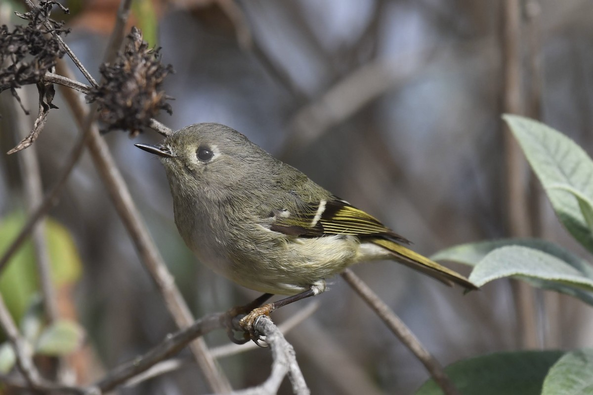 Ruby-crowned Kinglet - ML647264703