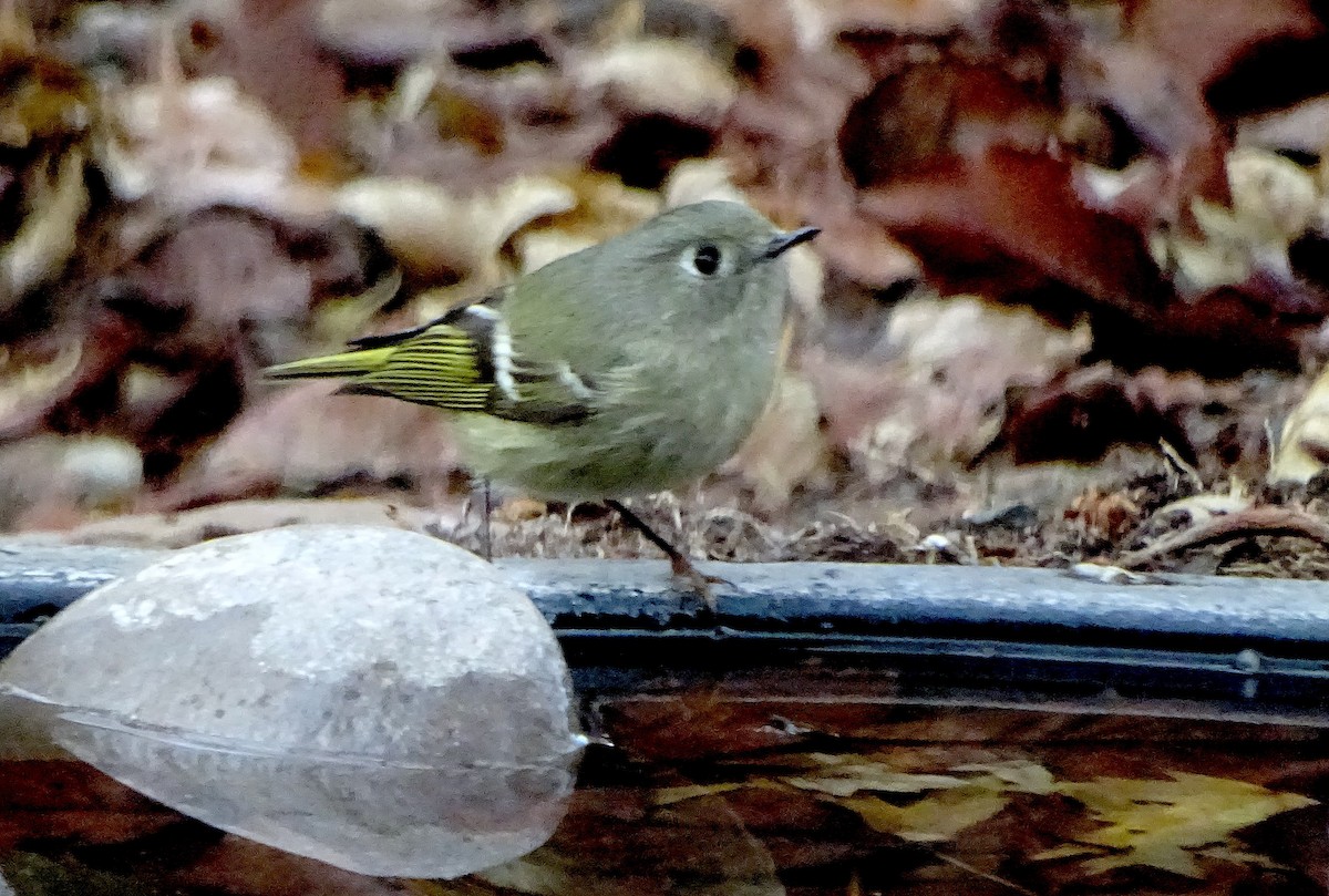 Ruby-crowned Kinglet - ML647264720