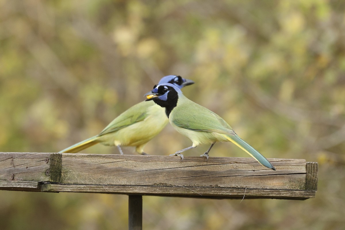 Перуанская сойка - ML647264722