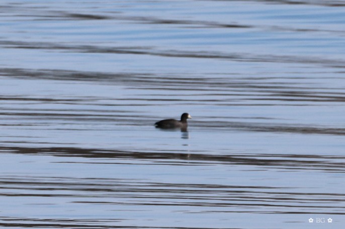 Focha Americana - ML647264723