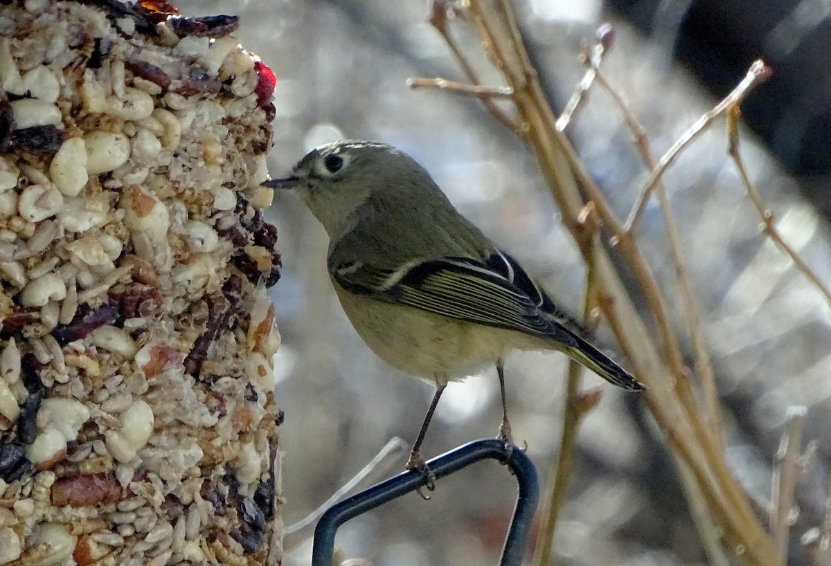 Ruby-crowned Kinglet - ML647264726