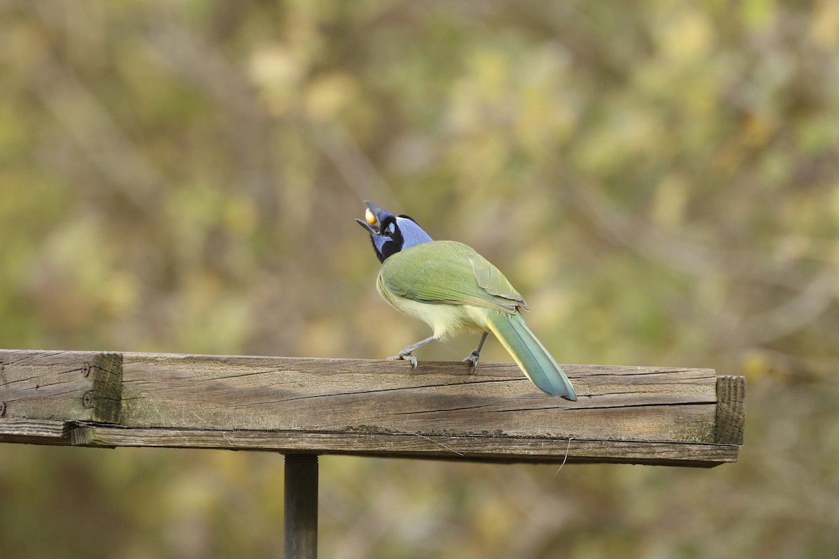Перуанская сойка - ML647264732