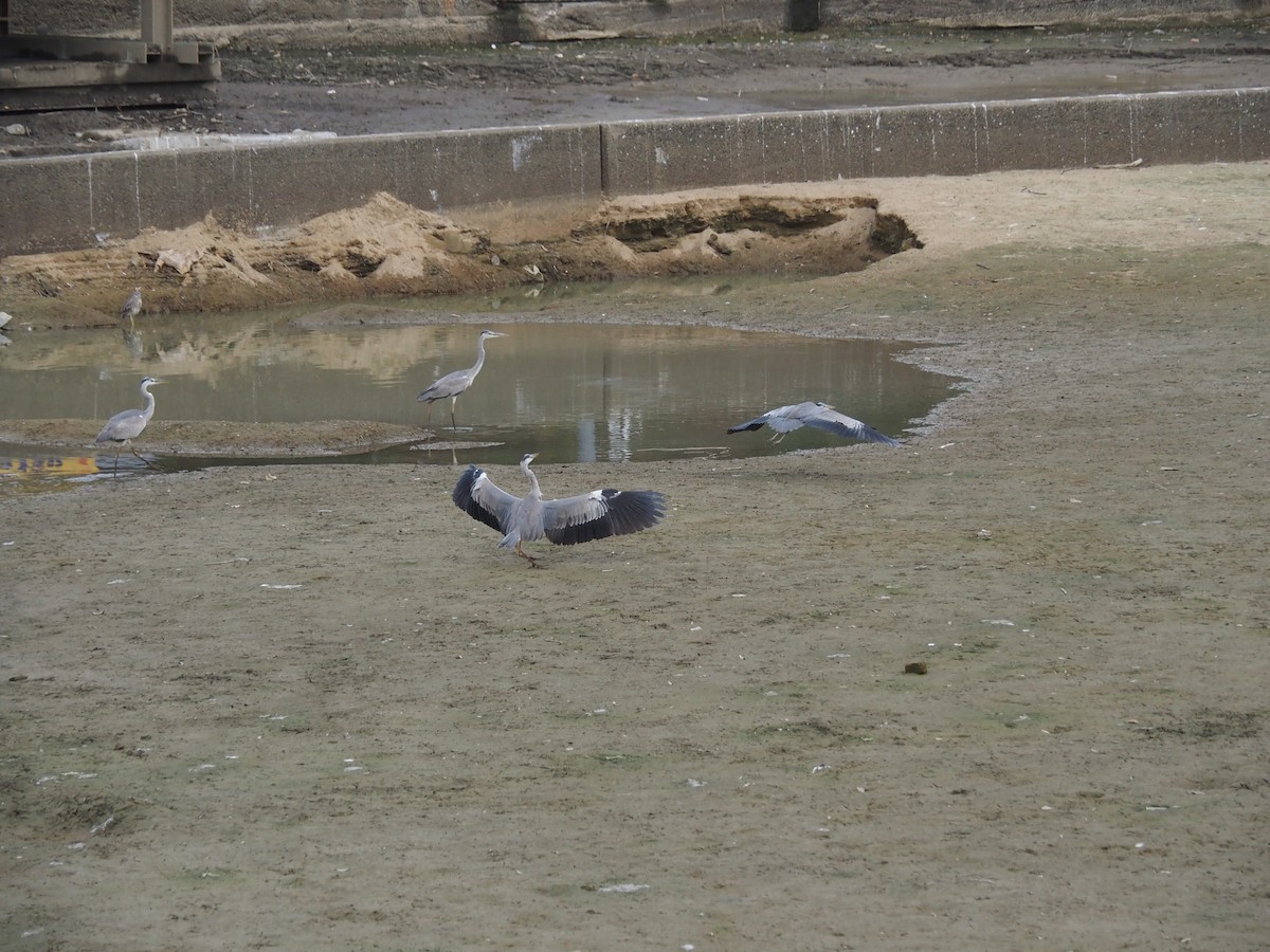 蒼鷺 - ML647264734