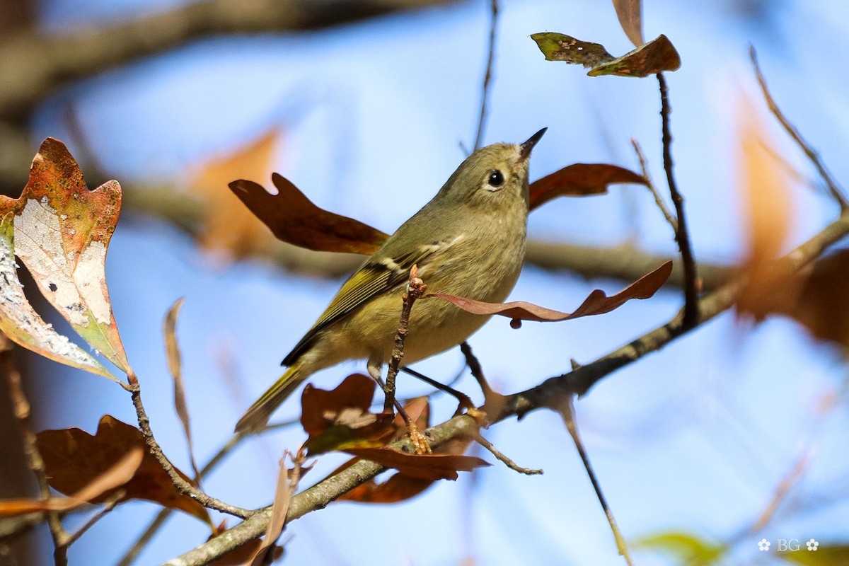 Ruby-crowned Kinglet - ML647264739