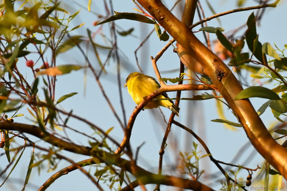 Lesser Goldfinch - ML647264761