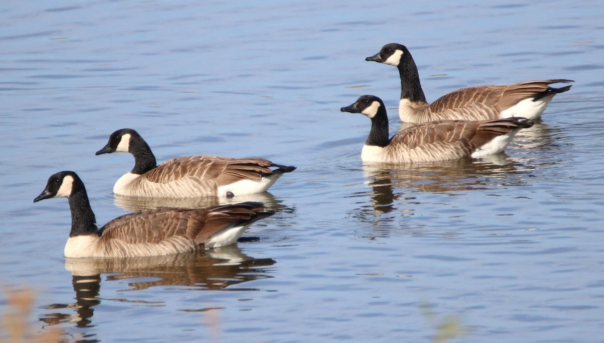 Canada Goose - ML647264772